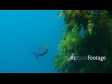 Bluefish 1364